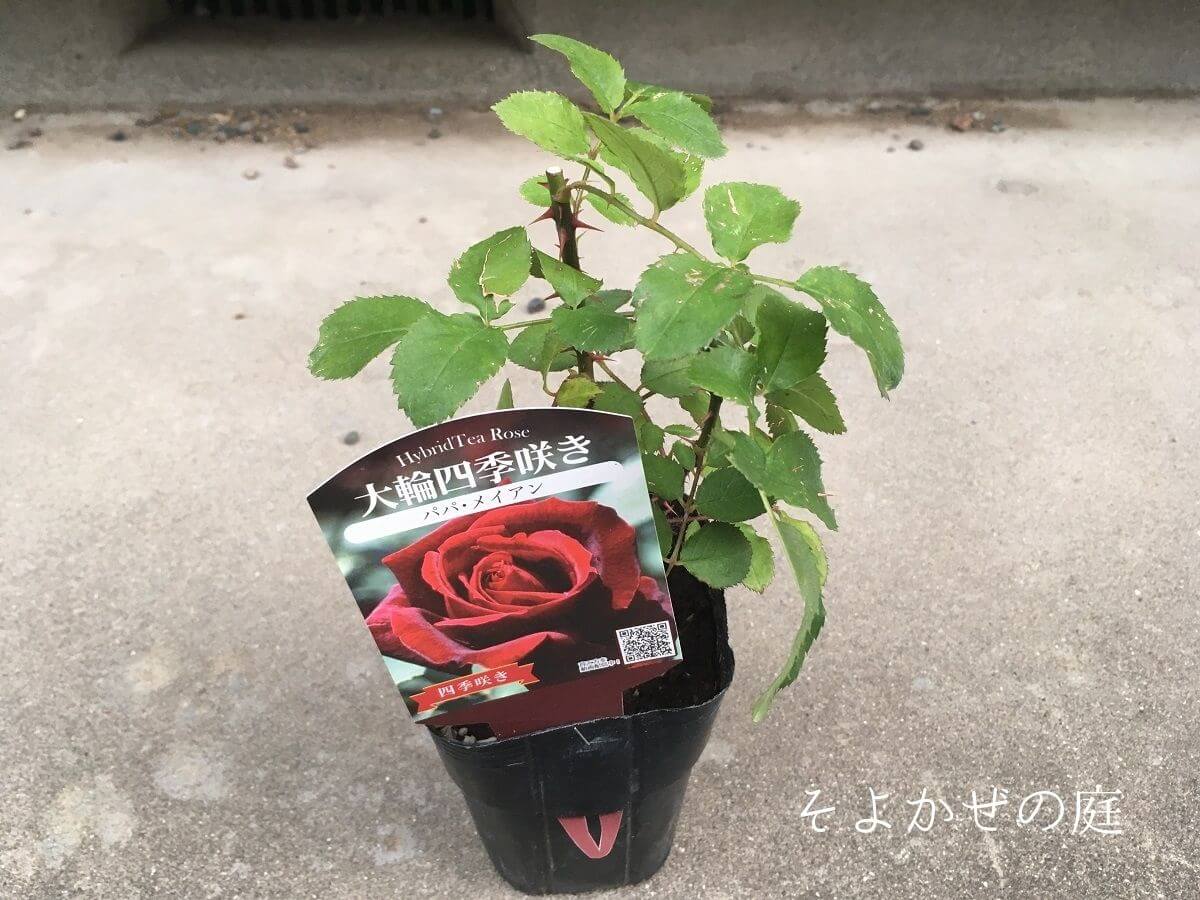 plant-a-rose