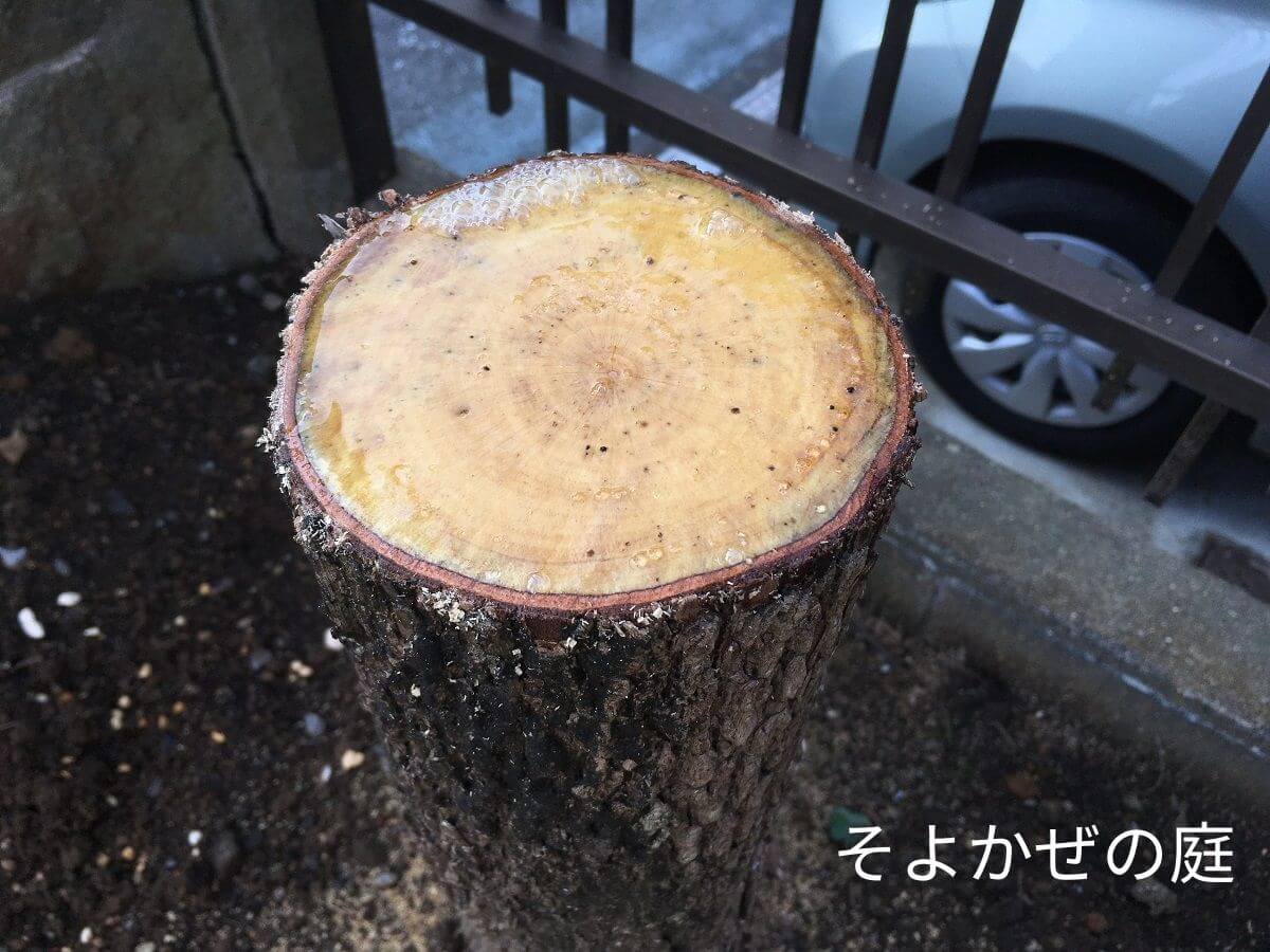 persimmon-tree