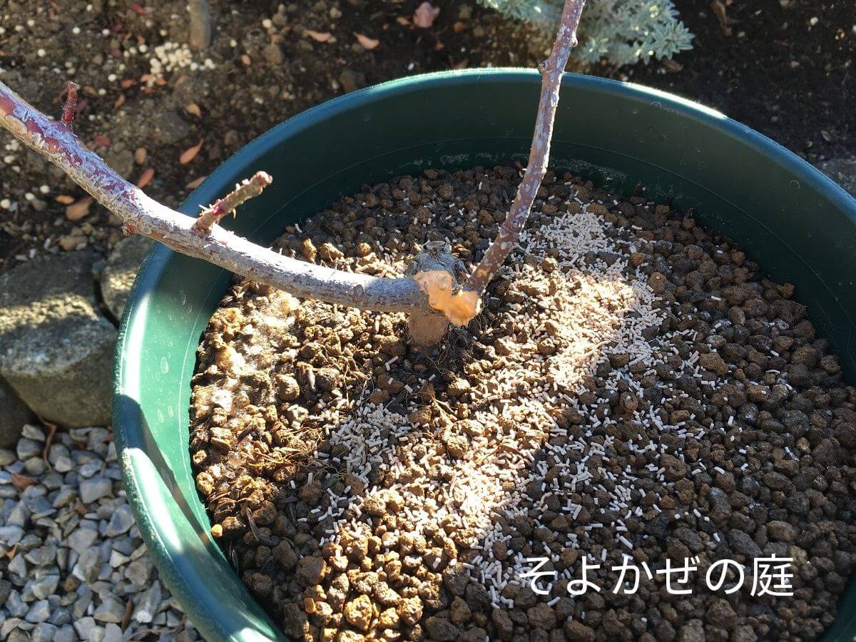planting-rose