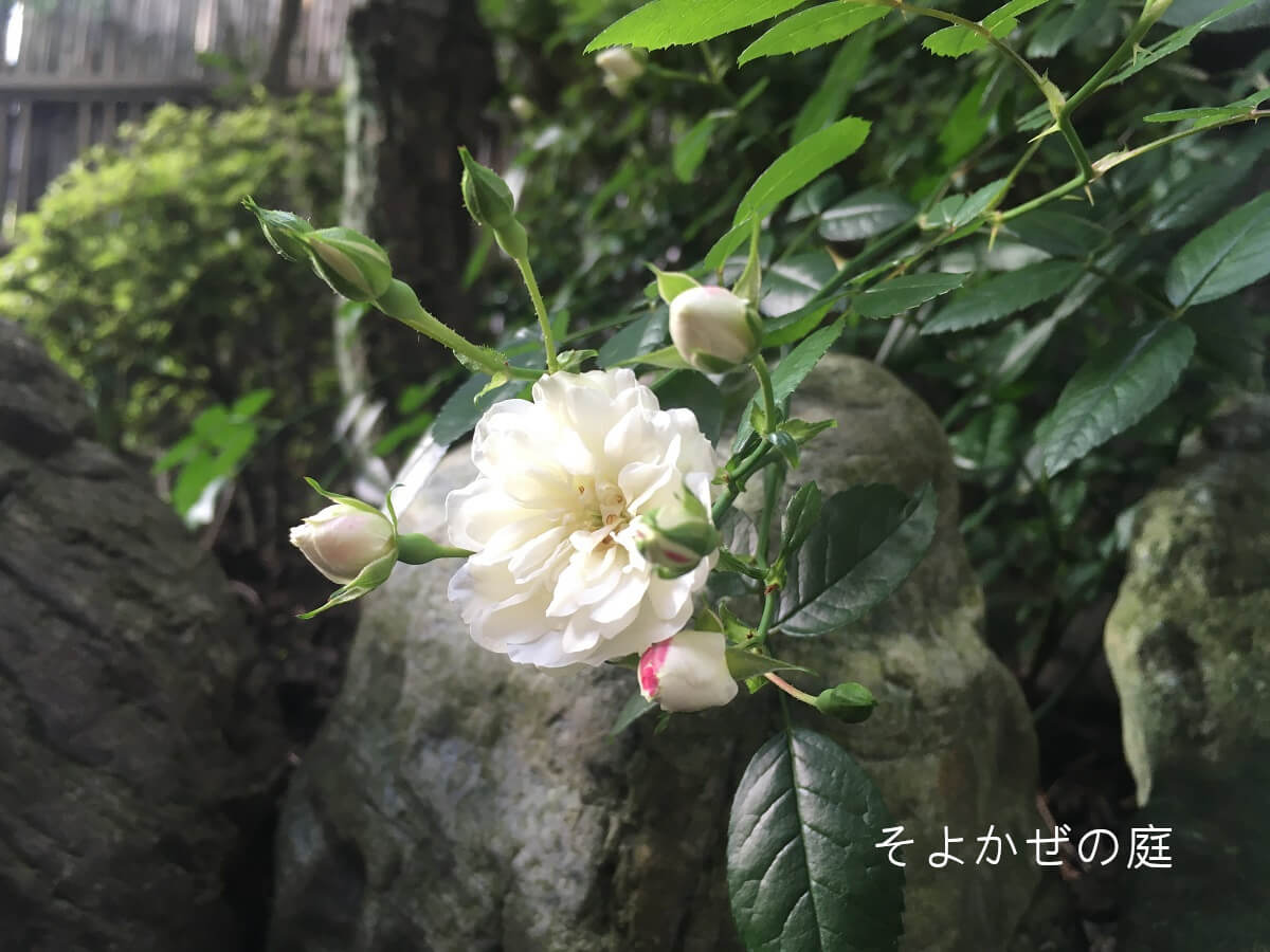 miniature-rose